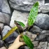 Kép 8/12 - Philodendron patriciae