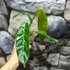 Kép 11/12 - Philodendron patriciae