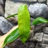 Kép 10/12 - Philodendron patriciae