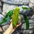 Kép 4/12 - Philodendron patriciae