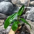 Kép 7/12 - Philodendron patriciae