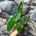 Kép 2/12 - Philodendron patriciae