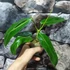 Kép 3/12 - Philodendron patriciae