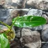 Kép 9/12 - Philodendron patriciae