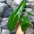 Kép 6/12 - Philodendron patriciae