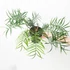 Kép 9/9 - Philodendron elegans, 3 nagy növény egy cserépben