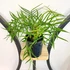 Kép 1/9 - Philodendron elegans, 3 nagy növény egy cserépben