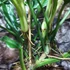 Kép 8/9 - Philodendron elegans, 3 nagy növény egy cserépben
