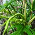 Kép 5/9 - Philodendron elegans, 3 nagy növény egy cserépben