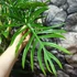 Kép 3/9 - Philodendron elegans, 3 nagy növény egy cserépben