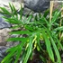 Kép 4/9 - Philodendron elegans, 3 nagy növény egy cserépben
