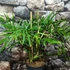 Kép 6/9 - Philodendron elegans, 3 nagy növény egy cserépben
