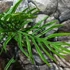 Kép 7/9 - Philodendron elegans, 3 nagy növény egy cserépben