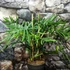 Kép 2/9 - Philodendron elegans, 3 nagy növény egy cserépben