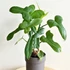 Kép 1/7 - Philodendron panduriforme