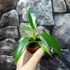 Kép 5/7 - Philodendron panduriforme