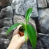 Kép 6/7 - Philodendron panduriforme