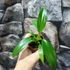 Kép 7/7 - Philodendron panduriforme