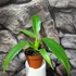 Kép 4/7 - Philodendron panduriforme