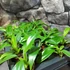 Kép 2/7 - Philodendron panduriforme