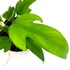 Kép 3/7 - Philodendron panduriforme