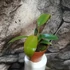 Kép 4/7 - Philodendron 'Florida Bronze'