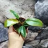 Kép 5/7 - Philodendron 'Florida Bronze'
