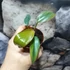 Kép 6/7 - Philodendron 'Florida Bronze'