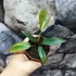 Kép 2/7 - Philodendron 'Florida Bronze'