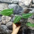 Kép 2/7 - Philodendron gloriosum 'Dark Form'