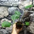 Kép 3/7 - Philodendron gloriosum 'Dark Form'