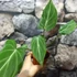 Kép 4/7 - Philodendron gloriosum 'Dark Form'