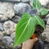 Kép 5/7 - Philodendron gloriosum 'Dark Form'