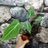 Kép 6/7 - Philodendron gloriosum 'Dark Form'