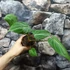 Kép 7/7 - Philodendron gloriosum 'Dark Form'