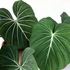 Kép 1/7 - Philodendron gloriosum 'Dark Form'