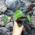 Kép 5/6 - Philodendron gloriosum