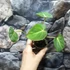 Kép 6/6 - Philodendron gloriosum