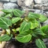 Kép 2/15 - Philodendron gloriosum