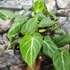 Kép 4/15 - Philodendron gloriosum