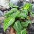 Kép 8/15 - Philodendron gloriosum
