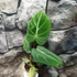 Kép 9/15 - Philodendron gloriosum