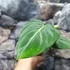 Kép 10/15 - Philodendron gloriosum