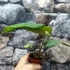 Kép 11/15 - Philodendron gloriosum