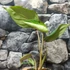 Kép 12/15 - Philodendron gloriosum