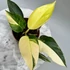 Kép 1/6 - Philodendron 'Green Congo Hybrid Variegata'