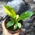 Kép 4/6 - Philodendron 'Green Congo Hybrid Variegata'