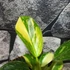 Kép 5/6 - Philodendron 'Green Congo Hybrid Variegata'