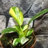 Kép 6/6 - Philodendron 'Green Congo Hybrid Variegata'