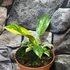 Kép 3/6 - Philodendron 'Green Congo Hybrid Variegata'